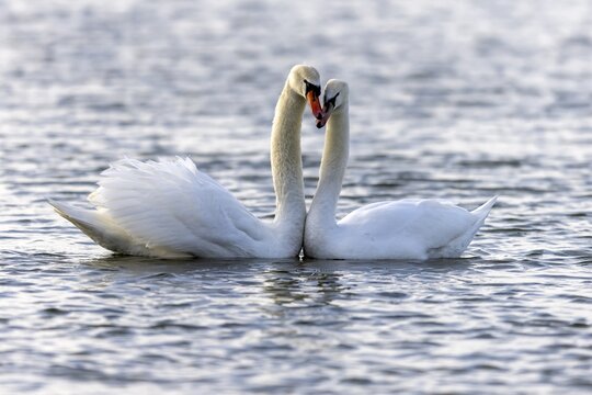 Two Mute swans (cygnus olor) swimming mating on the Rhine, Germany