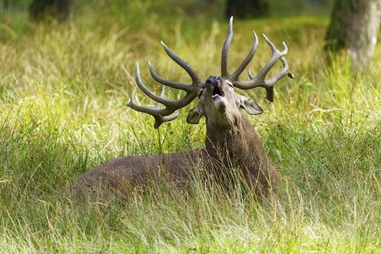 A roaring stag shows its antlers and holds its head high, red deer (Cervus elaphus) rutting, Germany