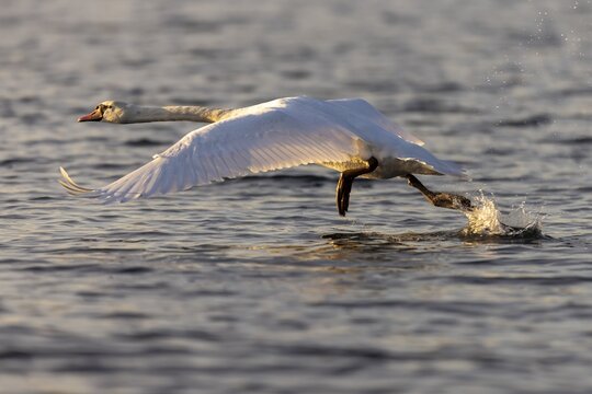 Mute swan (cygnus olor) taking off from the water, Germany
