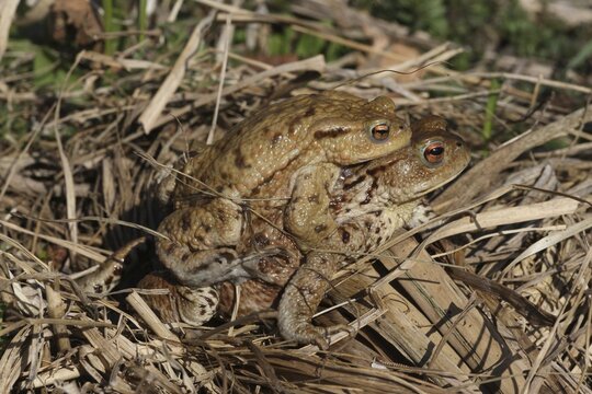Common toads (Bufo bufo) Female carries male piggyback to spawning waters, Allg&auml;u, Bavaria, Germany, Allg&auml;u, Bavaria, Germany