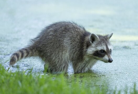 Raccoon (Procyon lotor) standing in water, Germany