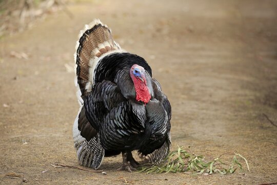Common turkey (Meleagris gallopavo), mating male, Kangaroo Island, South Australia, Australia