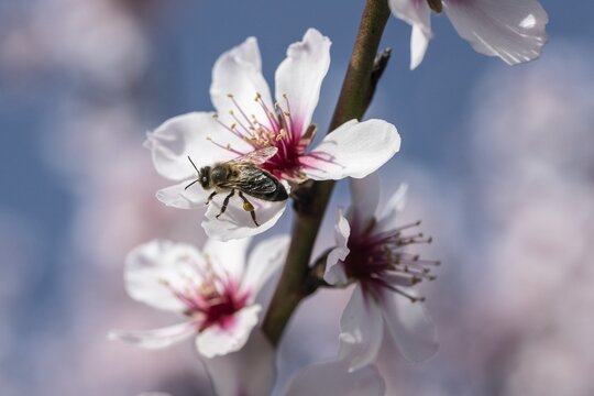Almond blossom (Prunus dulcis) with honey bee (Apis mellifera), Rhineland-Palatinate, Germany