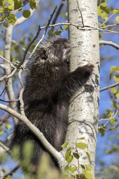 North american porcupine (Erethizon dorsatum) climbing in a aspen tree.