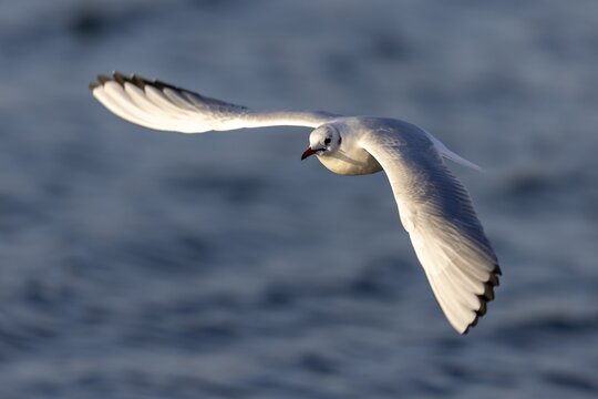 Black-headed gull (Larus ridibundus) in flight, Rhine, Rastatt, Baden-W&uuml;rttemberg, Germany