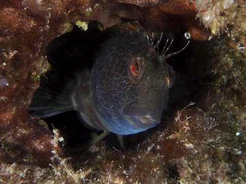 A ringneck blenny (Parablennius pilicornis) with bright red eyes hides in a dark underwater cave, dive site: Cap de Creus Marine Reserve, Rosas, Costa Brava, Spain, Mediterranean Sea