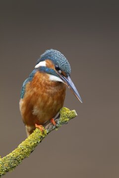 Common kingfisher (Alcedo atthis) adult female bird perched on a tree branch, Norfolk, England, United Kingdom