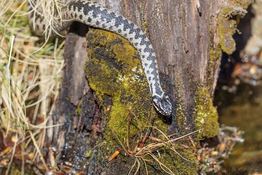A common European adder (Vipera berus) creeps across a root stock and starts to swim in the water of a small pond. Bavaria, Germany