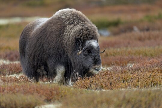 Musk ox cows (Ovibos moschatus) are beautiful animals and by no means sluggish, autumn, autumn landscape, Ruska, Tundra landscape, September, Norway