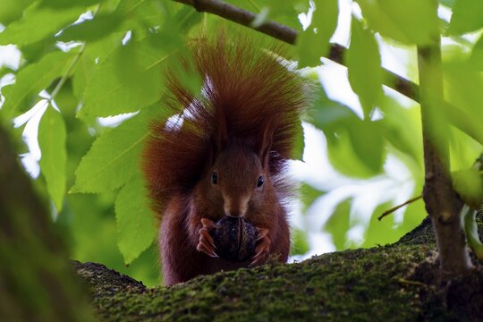 Squirrel keeps a nut under thick leaves and looks carefully ahead, squirrel (Sciurus vulgaris), wildlife, Germany