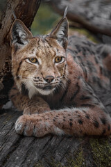 Obraz premium Eurasian lynx
