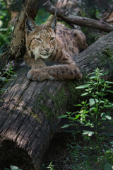 Eurasian lynx © svobodacontributor
