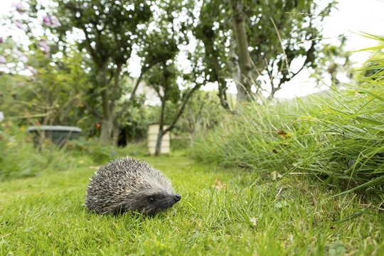European hedgehog (Erinaceus europaeus) adult animal on a garden grass lawn in summer, England, United Kingdom