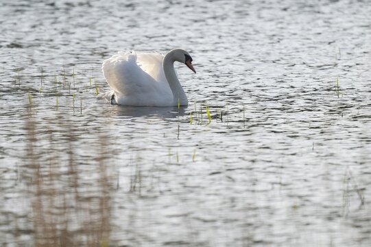 Mute swan (Cygnus olor), adult bird swimming on a pond, Lower Saxony, Germany