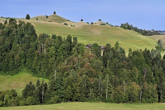 Linden trees (Tilia) growing in parched, dried-up meadows in the drumlin landscape, the hot summer of 2026, Hirzel, Canton of Zurich, Switzerland