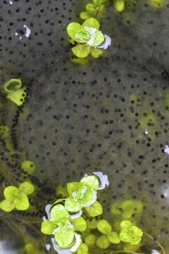 Bufo bufo, common frog, common toad, common toad, Common Frog, rana temporaria, amphibians, amphibians, frog, frog, frogs, high size, portrait format, spawn, spawning ball, spawning line, spawning lines, amphibians, spawn