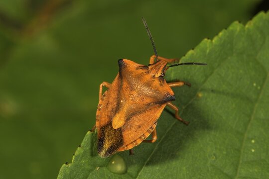 Northern fruit bug (Carpocoris fuscispinus) on a leaf, Baden-W&uuml;rttemberg, Germany