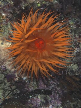 Bright orange-coloured sea anemone, false plum anemone (Pseudactinia varia), with outstretched tentacles in the underwater world, False Bay dive site, Cape of Good Hope, Cape Town, South Africa
