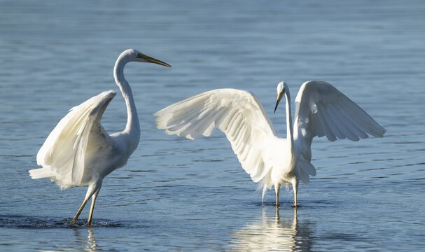 Great White Egret (Ardea alba) two birds standing with open wings in the shallow water zone of a lake, blue water, Lower Saxony, Germany
