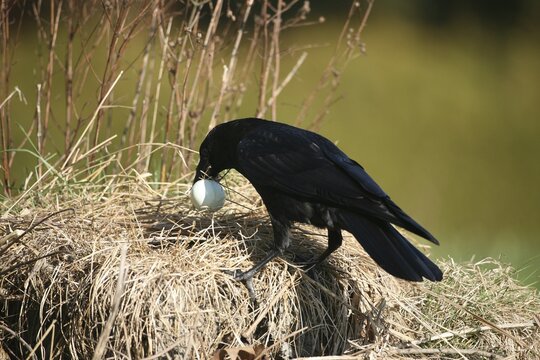 Carrion crow (Corvus corone) retrieves egg from a duck nest, Allg&auml;u, Bavaria, Germany