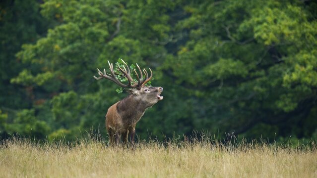 Tube transmitter red deer ( Cervus elaphus) with branch in antlers in the rut, Klamptenborg, Copenhagen, Denmark