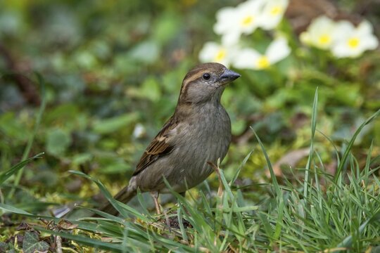 Female house sparrow (Passer domesticus) in a meadow surrounded by yellow flowers in a natural spring atmosphere, Baden-W&uuml;rttemberg, Germany