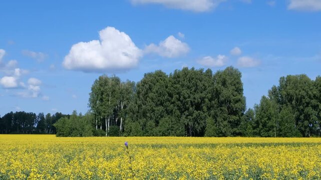 Video of agricultural fields with yellow rape flowers under blue sky and clouds. Zoom effect.