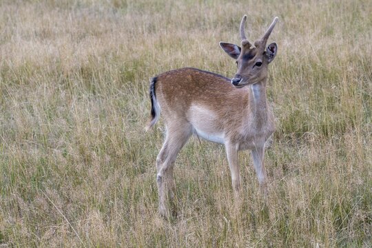 Dama dama, fallow deer, fallow deer, mammals, mammals