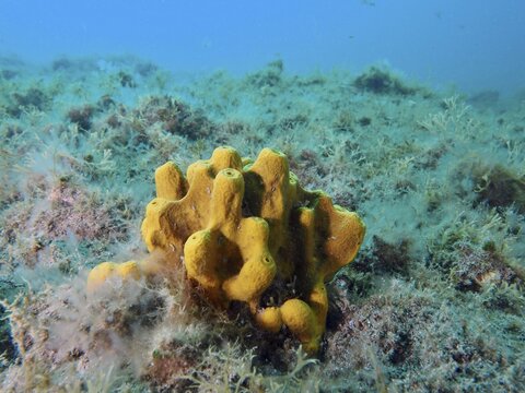 Golden sponge (Aplysina aerophoba) on the seabed, surrounded by seaweed and blue water, Risco Verde dive site, Arinaga, Gran Canaria, Spain, Europe, Atlantic Ocean