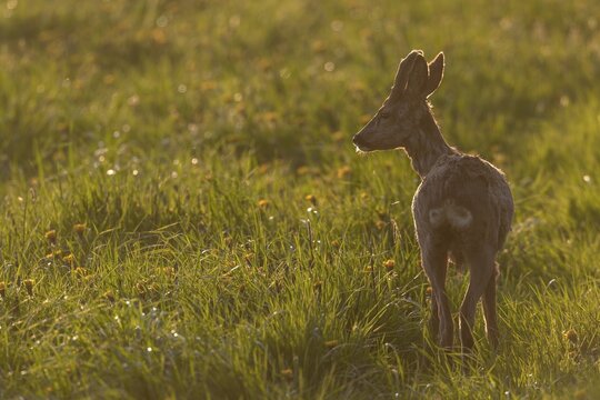 Roebuck (Capreolus capreolus) with velvet horns against the light, Germany