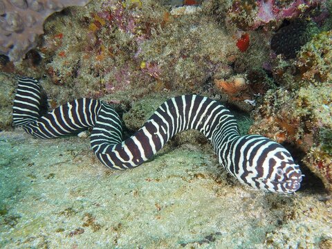 Zebra moray (Gymnomuraena zebra), Sodwana Bay National Park dive site, Maputaland Marine Reserve, KwaZulu Natal, South Africa