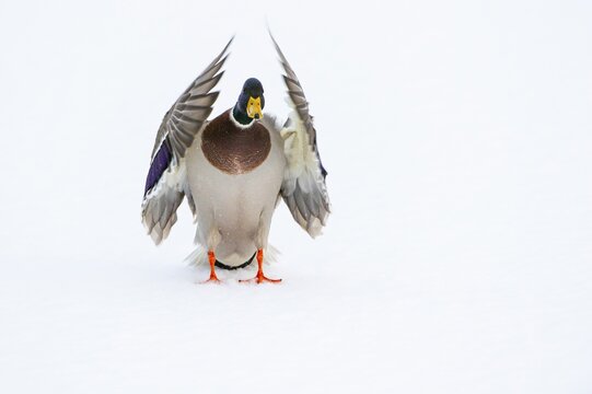 Flying mallard (anas platyrhynchos) in the snow, Vechta, Lower Saxony, Germany