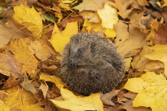 European hedgehog (Erinaceus europaeus) adult animal resting on fallen autumnal colour leaves in autumn, England, United Kingdom