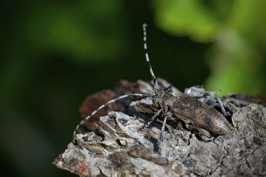 Lindenbock, Oplosia cinerea, Oplosia fennica, Deadwood Lindenbock, Beetle, Longhorn, Coleoptera, Deadwood, Insects, Beetles, Deadwood