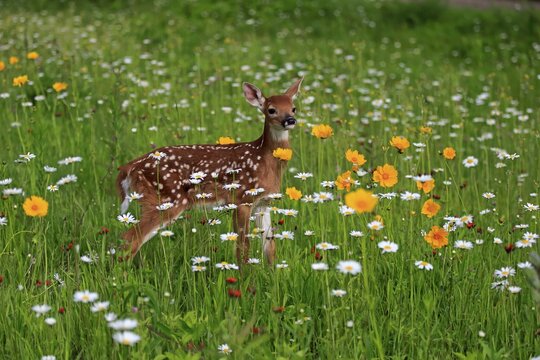 White-tailed deer (Odocoileus virginianus), young animal, ten days, standing in flower meadow, Pine County, Minnesota, USA