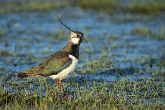 Northern lapwing (Vanellus vanellus) in a wet meadow, Lake D&uuml;mmer, Lembruch, Lower Saxony, Germany