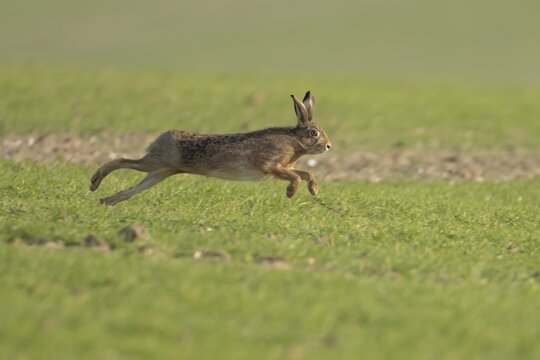 European brown hare (Lepus europaeus) adult animal running in a farmland field in springtime, England, United Kingdom
