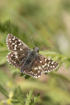 Small cube thighead, Pyrgus Malvae, cube thighead, butterfly, thighead, grizzled skipper, high size, portrait format, insects, butterflies, butterflies, butterflies