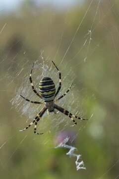 Argiope br&uuml;nnichi, arachnids, tiger spider, wasp spider, arthropod, high size, portrait, spiders, spiders, wasp spider, zebra spider