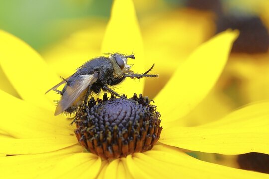 Giant tachinid fly (Tachina grossa), on yellow coneflower (Echinacea paradoxa), North Rhine-Westphalia, Germany