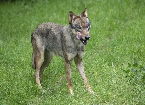Gray wolf (Canis lupus) licking its mouth, captive, Germany