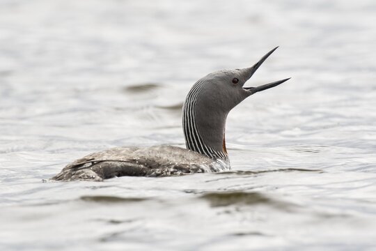 Red-throated diver (Gavia stellata), Tromso, Norway