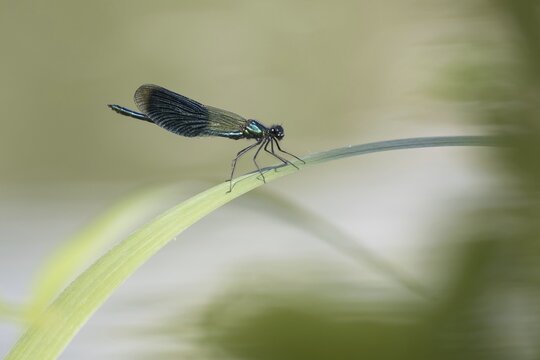 Banded demoiselle (calopteryx splendens) male, sitting on reed leaf, Hesse, Germany