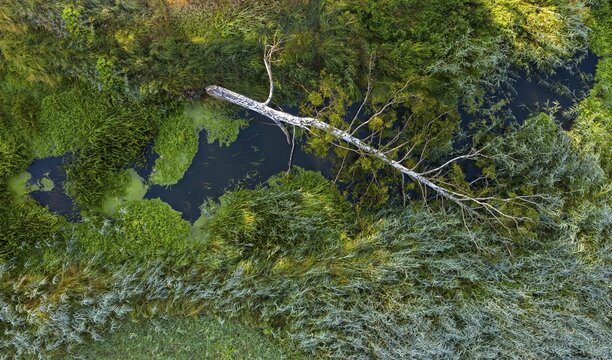 Barnim, beaver, Brandenburg, castor fiber albicus, elbe beaver, Eurasian beaver, European beaver, FFH area, finow valley, finowtal pregnitzflie&szlig;, Germany, rodents, natura 2000, Barnim nature park, rodentia, beaver, feeding tracks, landscape, mammals, nature reserve, nature reserve, rodents, summer, mammals, mammals