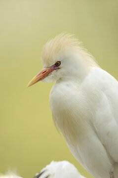 Cattle egret (Bubulcus ibis), portrait, Camargue, France