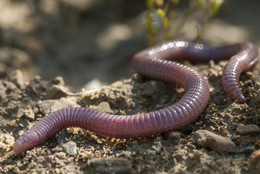 Blanus cinereus, Moorish web digs, Mediterranean worm lizard, web burrow, ringworm, lizards, Extremadura, reptiles, lizards, reptilia, reptiles, Spain