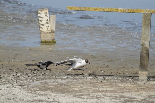 Black headed gull (Chroicocephalus ridibundus) adult seagull bird dying of bird flu being attacked by a Magpie (Pica pica) on a scrape, RSPB Minsmere nature reserve, Suffolk, England, United Kingdom
