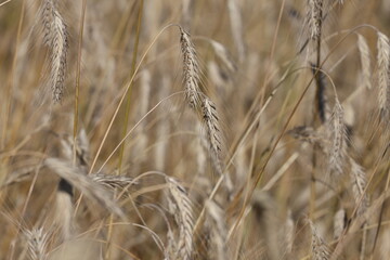 Obraz premium Weighted wheat ear lowered due to ripeness, highlighting natural curvature of stalk