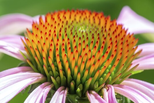 Flower of Purple Cone flower (Echinacea purpurea), Baden-W&uuml;rttemberg, Germany