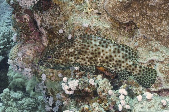 Greasy grouper (Epinephelus tauvina), dive site Marsa Shona Reef, Egypt, Red Sea
